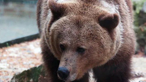 L’ourse du film de Jean-Jacques Annaud est morte