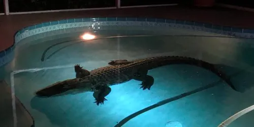 Une famille trouve un alligator de 3 mètres dans sa piscine
