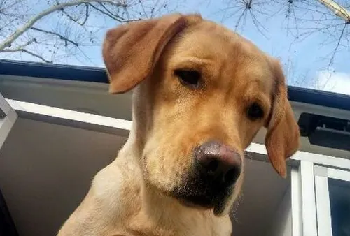 Appel à témoins après le vol de deux chiens d'aveugle