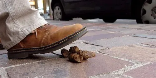 Hyères : l’amende doublée en cas de flagrant délit de déjections...