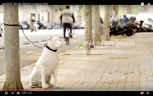 Barcelone : une initiative originale pour favoriser l'adoption...