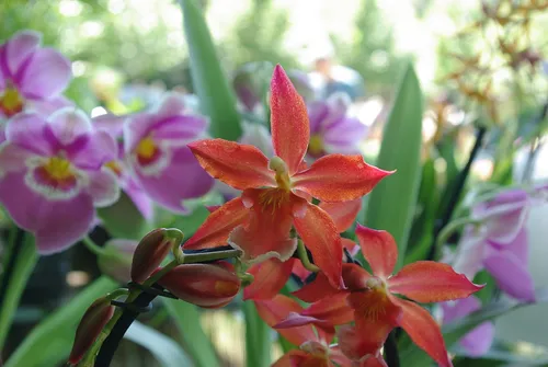 Martigues : la fête des plantes a lieu ce dimanche !