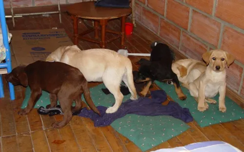 Le vétérinaire cachait de la drogue dans le ventre des chiots