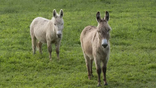 Un chasseur jugé pour avoir abattu quatre ânes