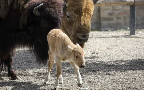 Voici Dusanka, première bisonne blanche née en Europe !