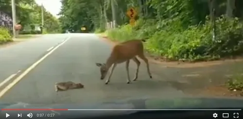 Une biche vient secourir son bébé terrorisé par une voiture