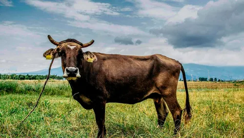 Penka, la vache fugueuse sortie de l'UE, échappe à l'abattoir