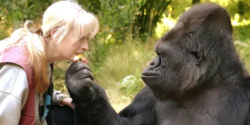 Mort de Koko, le gorille femelle qui parlait le langage des signes