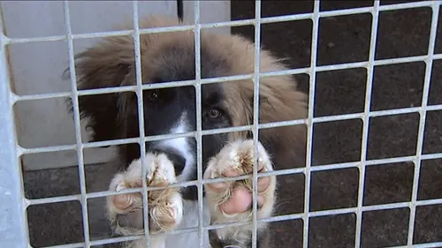 Marseille : face au manque de place, la SPA réduit les frais...