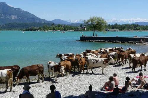 Savoie : les vaches s'échappent et vont à la plage