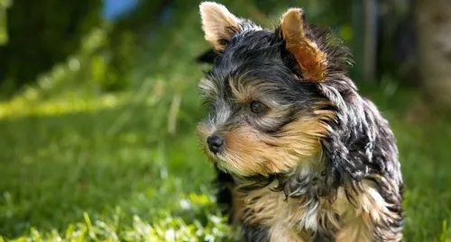Il obtient le droit de visite pour voir sa chienne !