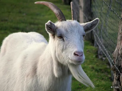 Le Revest : cherche famille aimante pour sauver un bouc