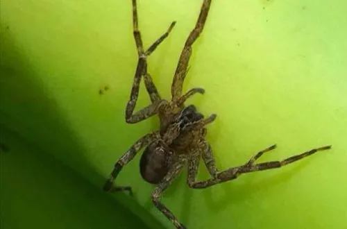 Il trouve une araignée tropicale dans les bananes chez Lidl