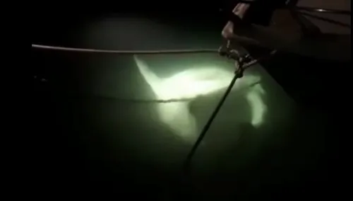 Corse : un requin retrouvé sur une plage de Propriano