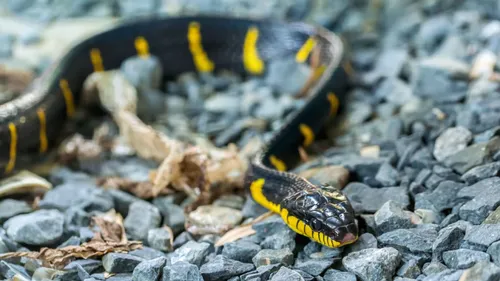 Une Chinoise tuée par le serpent qu’elle venait d’acheter sur Internet