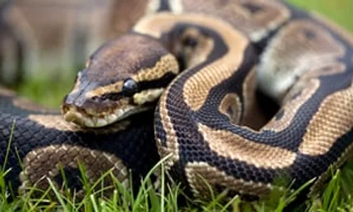 Son chat l’alerte de la présence d’un python chez elle