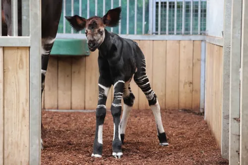 Naissance d'un bébé okapi au Zoo de Beauval