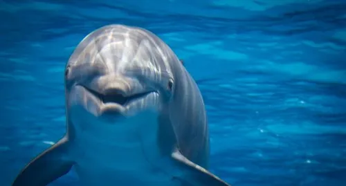 Un dauphin en rut sème la panique dans le Finistère
