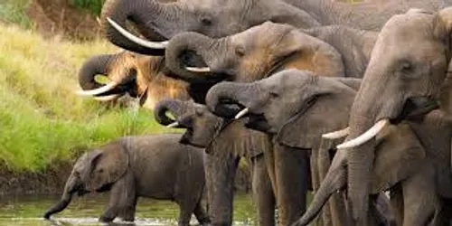 Environ 90 éléphants massacrés découverts au Botswana