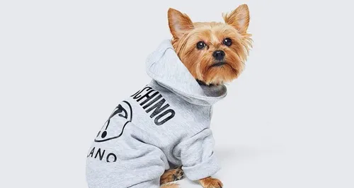 H&M va sortir une ligne de vêtements... pour chiens !!!