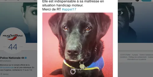 Une jeune femme handicapée retrouve son chien-guide grâce aux...