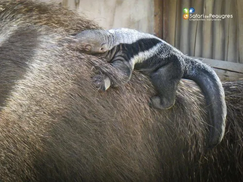 Naissance exceptionnelle d'un bébé fourmilier