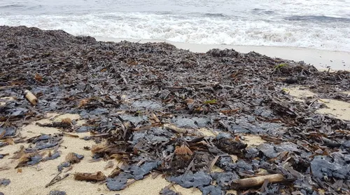 Des boulettes d'hydrocarbures sur les plages du Var, le plan Polmar...