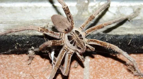 Montpellier : une école ferme sept classes à cause d'une invasion...