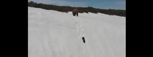L'ourson qui a ému le web était en fait en danger à cause du drone...
