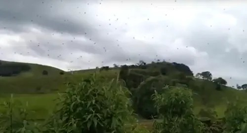 Au Brésil, des habitants filment une nuée d’araignées flottant dans...