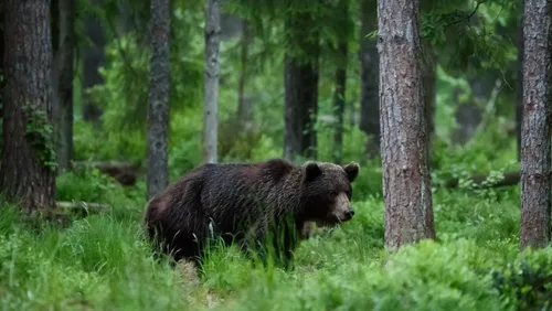 Perdu en forêt, un enfant dit avoir survécu grâce à un ours