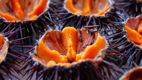 Carry : c'est parti pour les Oursinades