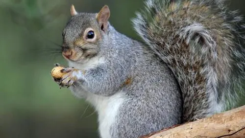 De l’écureuil gris au menu de restaurants londoniens