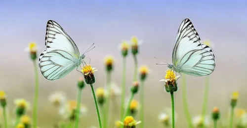 Les insectes vont-ils bientôt disparaitre de la surface de la Terre ?
