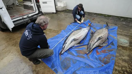 Le nombre de dauphins échoués sur les côtes françaises atteint un...