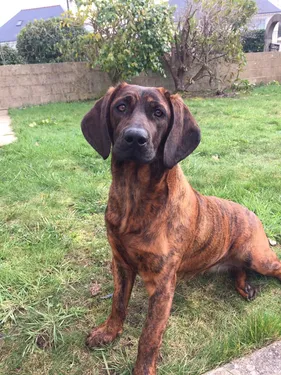 Onnie, la chienne des pompiers a été retrouvée saine et sauve