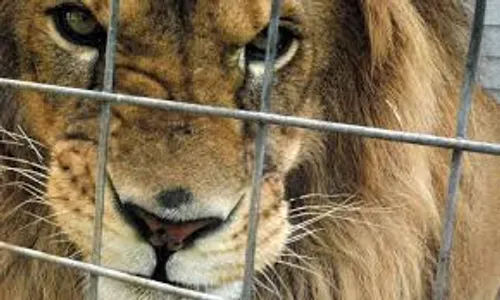 Un homme tué par un lion qu’il élevait sans autorisation