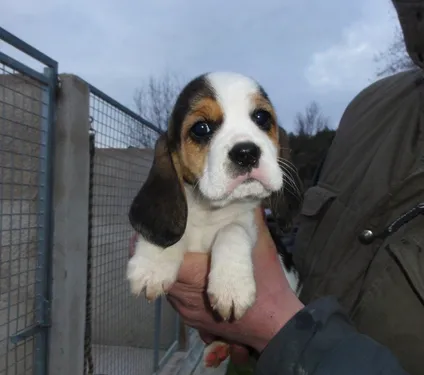 Hérault et Gard : des chiens de laboratoire à adopter