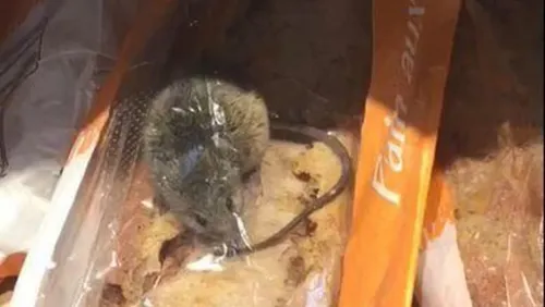 Il y avait une souris vivante dans sa baguette de pain