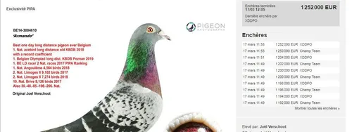 Armando, le pigeon voyageur qui vaut 1,2 million d'euros