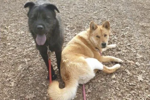 Deux chiens volés puis éjectés d'une voiture en marche