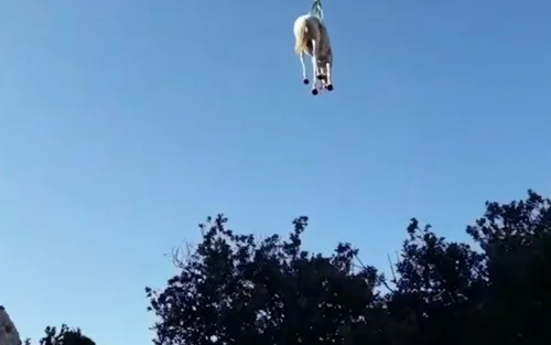 Vaucluse : un cheval coincé sur une corniche sauvé par hélicoptère !