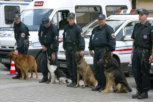 Marseille : les chiens policiers pourraient bientôt avoir leur...