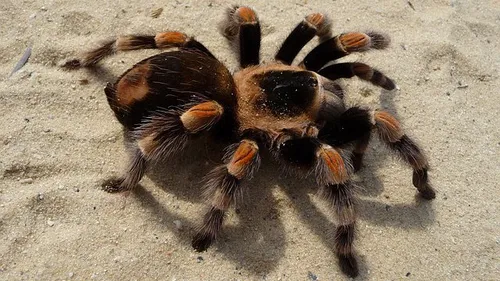 Philippines : 750 mygales dans un paquet cadeau