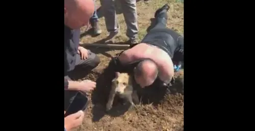 Le chien Billy secouru après six jours passés coincé dans une...