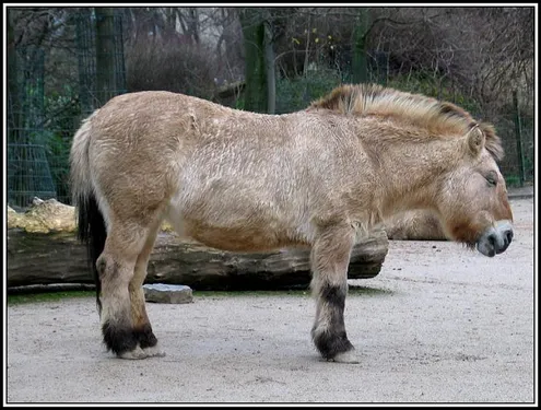 Des scientifiques veulent cloner un cheval vieux de 42 000 ans avec...