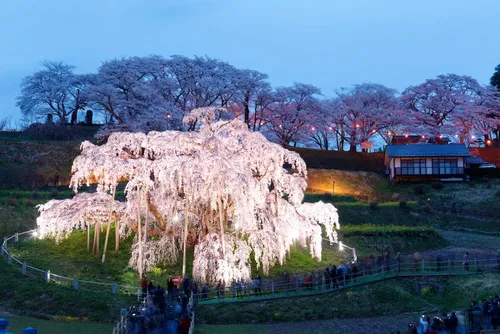 Japon : le Takizakura, cerisier géant de plus de 1000 ans, est en...