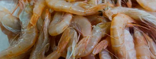 Des traces de cocaïne et de kétamine retrouvées dans des crevettes