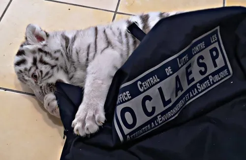 Var : il détenait un bébé tigre blanc