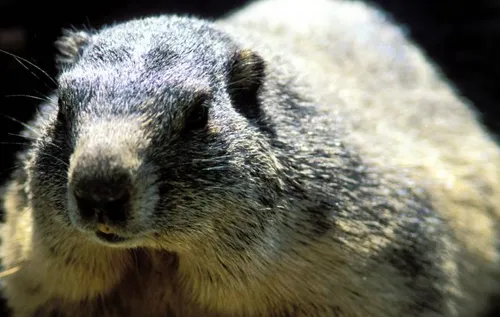 Ils meurent de la peste après avoir mangé des reins de marmotte crus